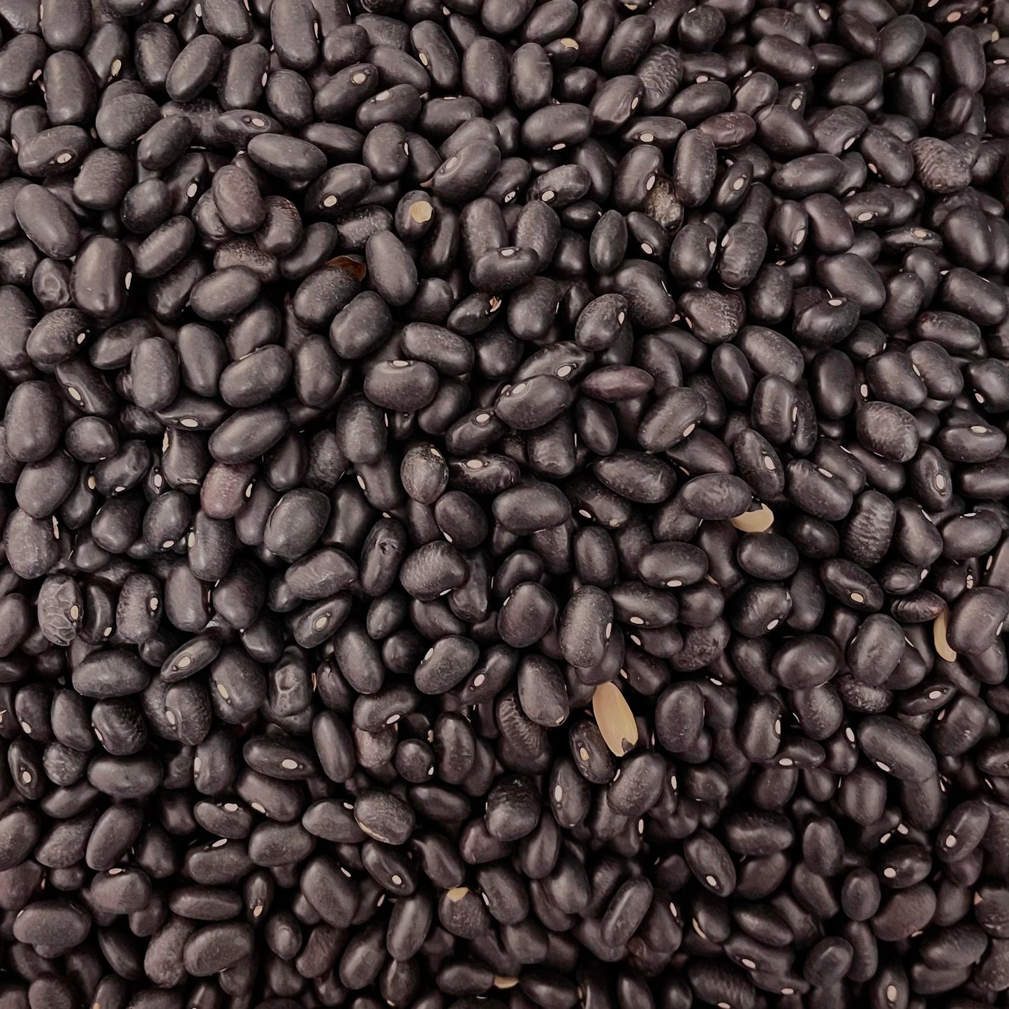 Organic Dried Black Beans 100g