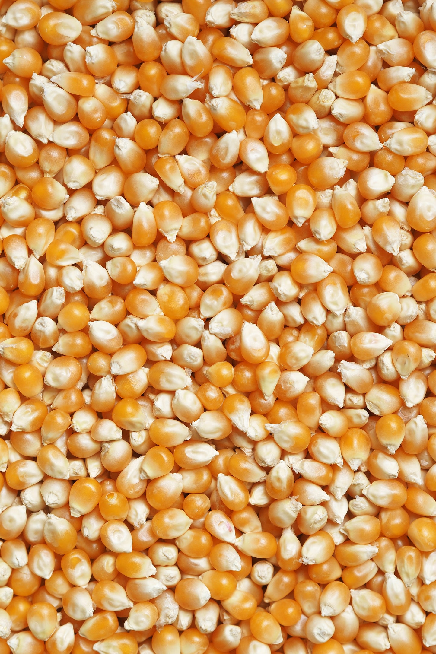 Organic Popcorn 100g